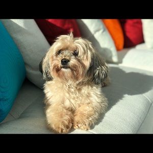 Meet your Posher, Iris